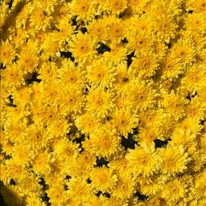 Meet your Posher, Shirley